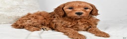 Mini Goldendoodle dogs for sale: Molly - Ad 8