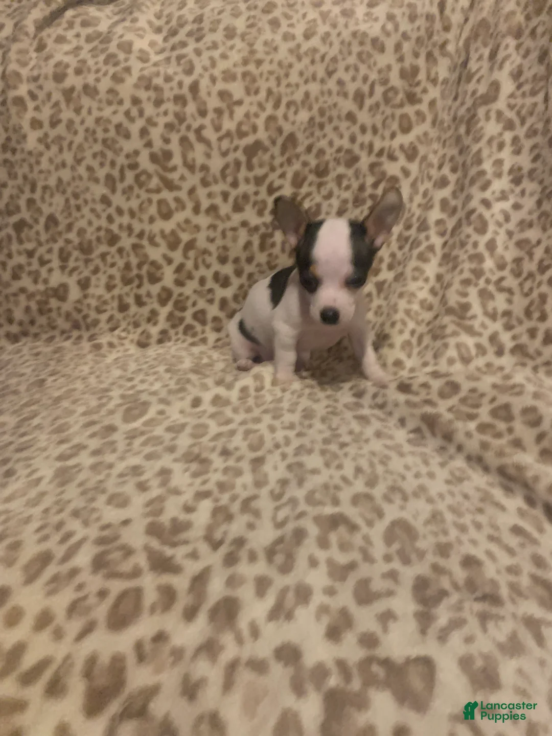 Chihuahua dogs for sale: Chihuahua Puppy 2 - Ad 1