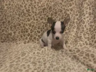 Chihuahua dogs Chihuahua Puppy 2 - Ad 5