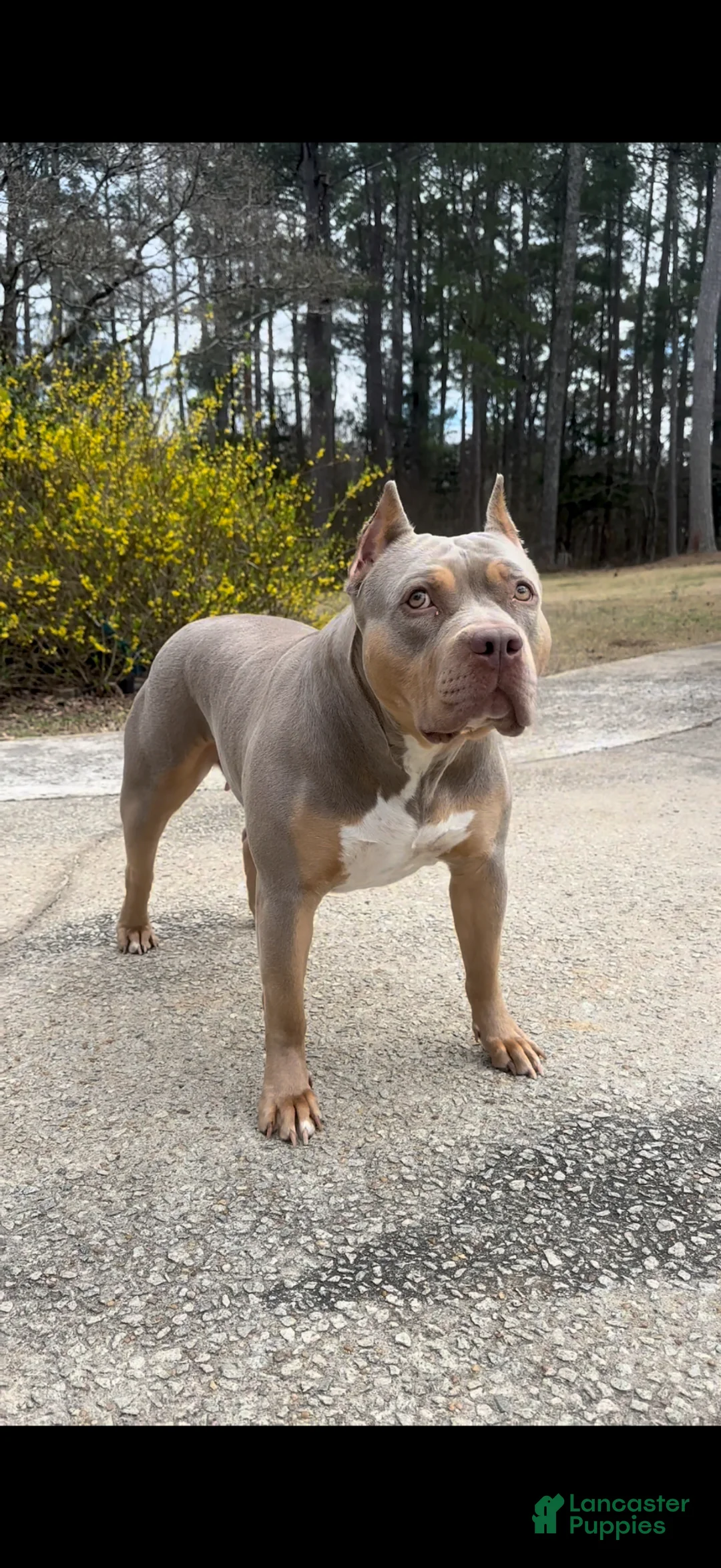 American Bully dogs for sale: American Bully Puppy 1 - Ad 7