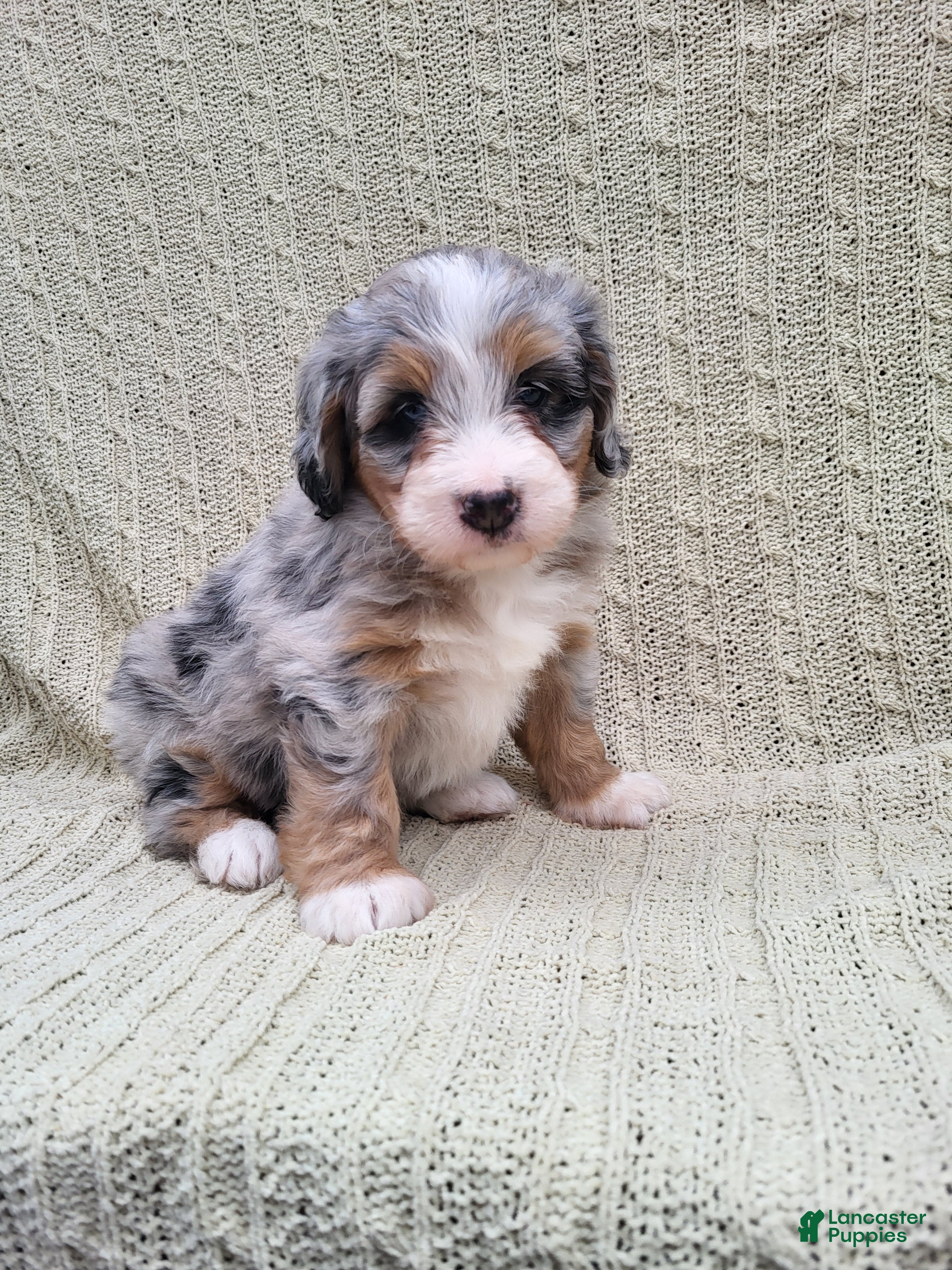 Mini Bernedoodle dogs Sage  - Ad 19