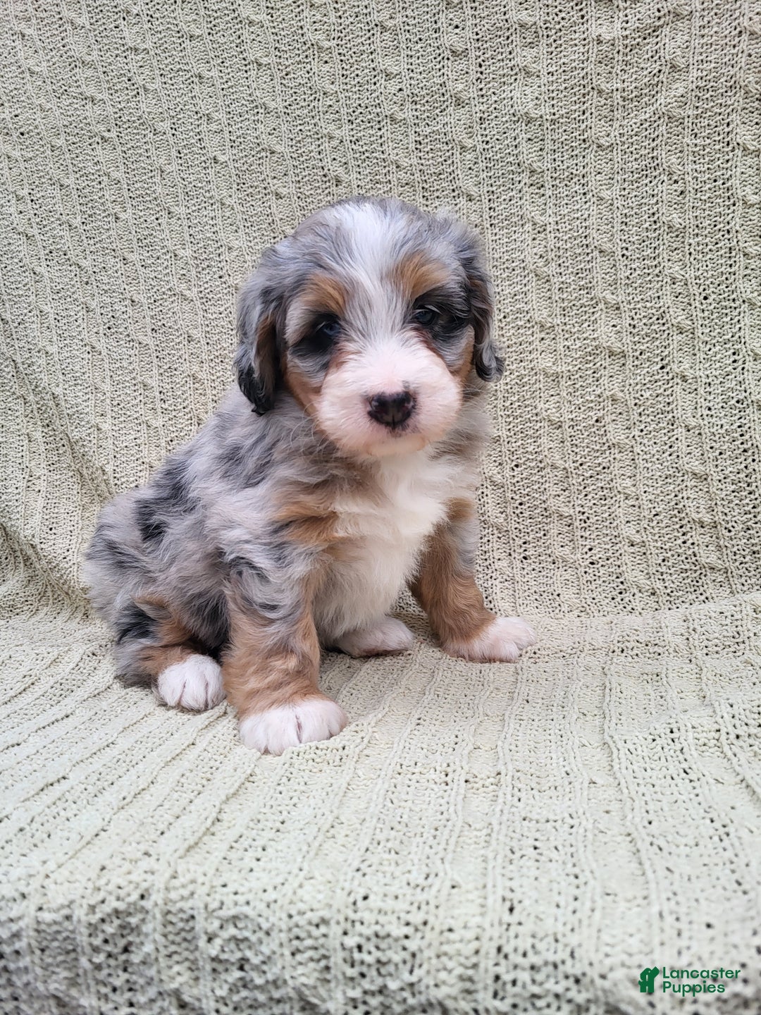 Mini Bernedoodle dogs for sale: Sage  - Ad 1