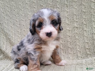 Mini Bernedoodle dogs Sage - Ad 24