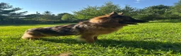 Golden Shepherd dogs for sale: Koda  - Ad 18