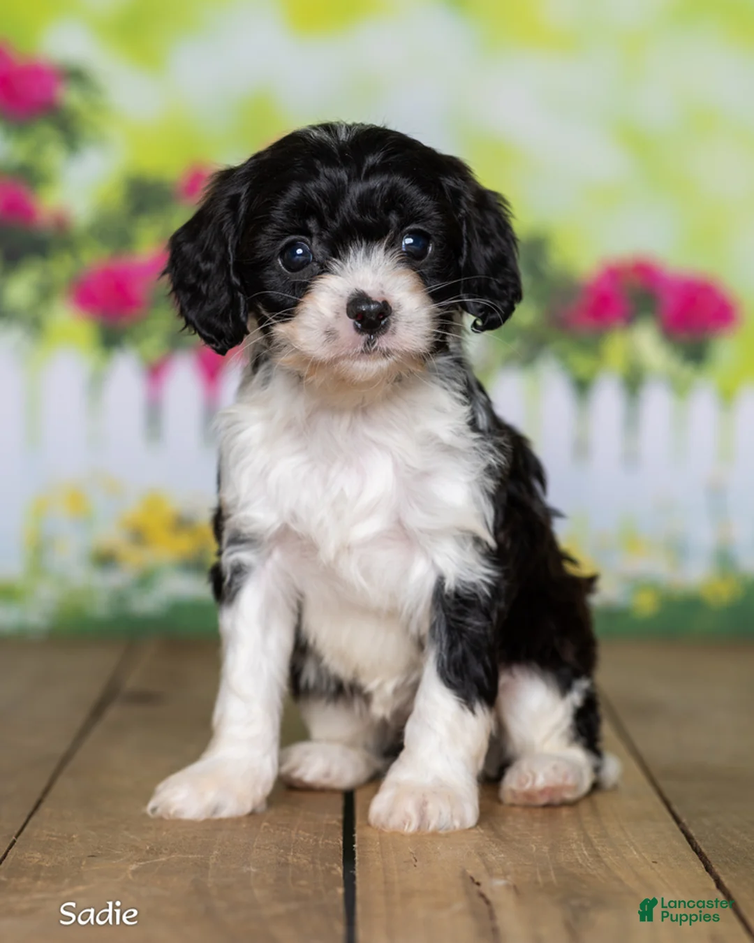 Cavapoo dogs for sale: Sadie - Ad 2