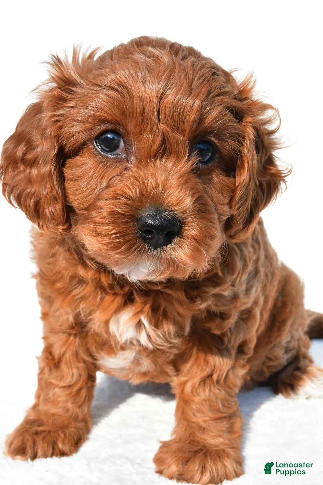 Cavapoo dogs for sale: Bella - Ad 1