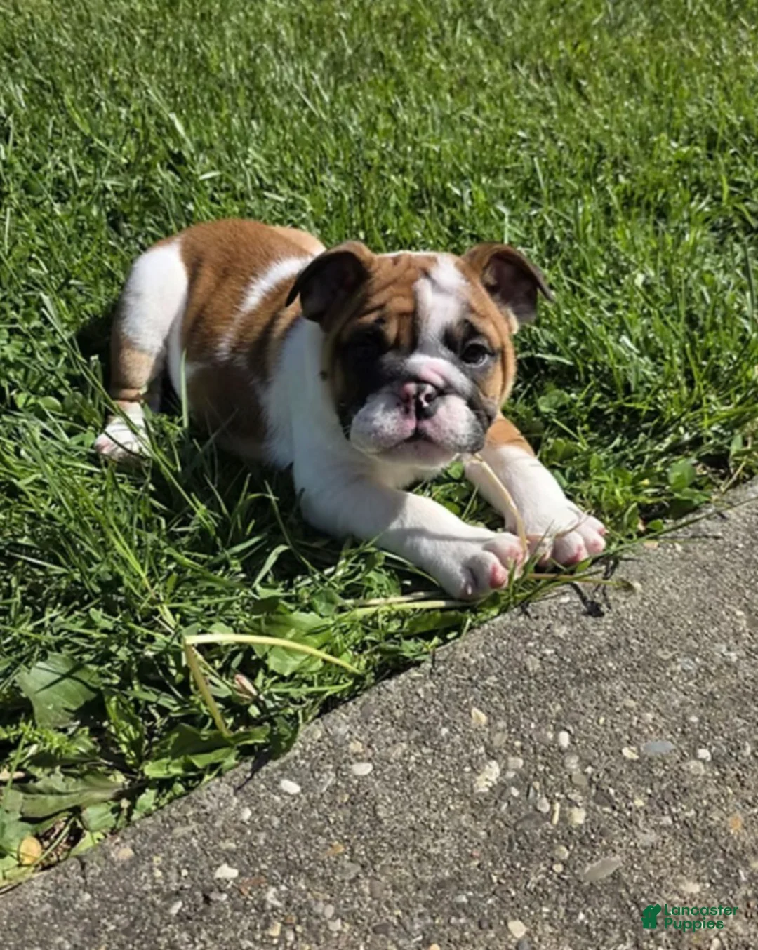English Bulldog dogs for sale: ASAP - Ad 1