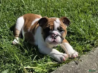 English Bulldog dogs ASAP - Ad 5