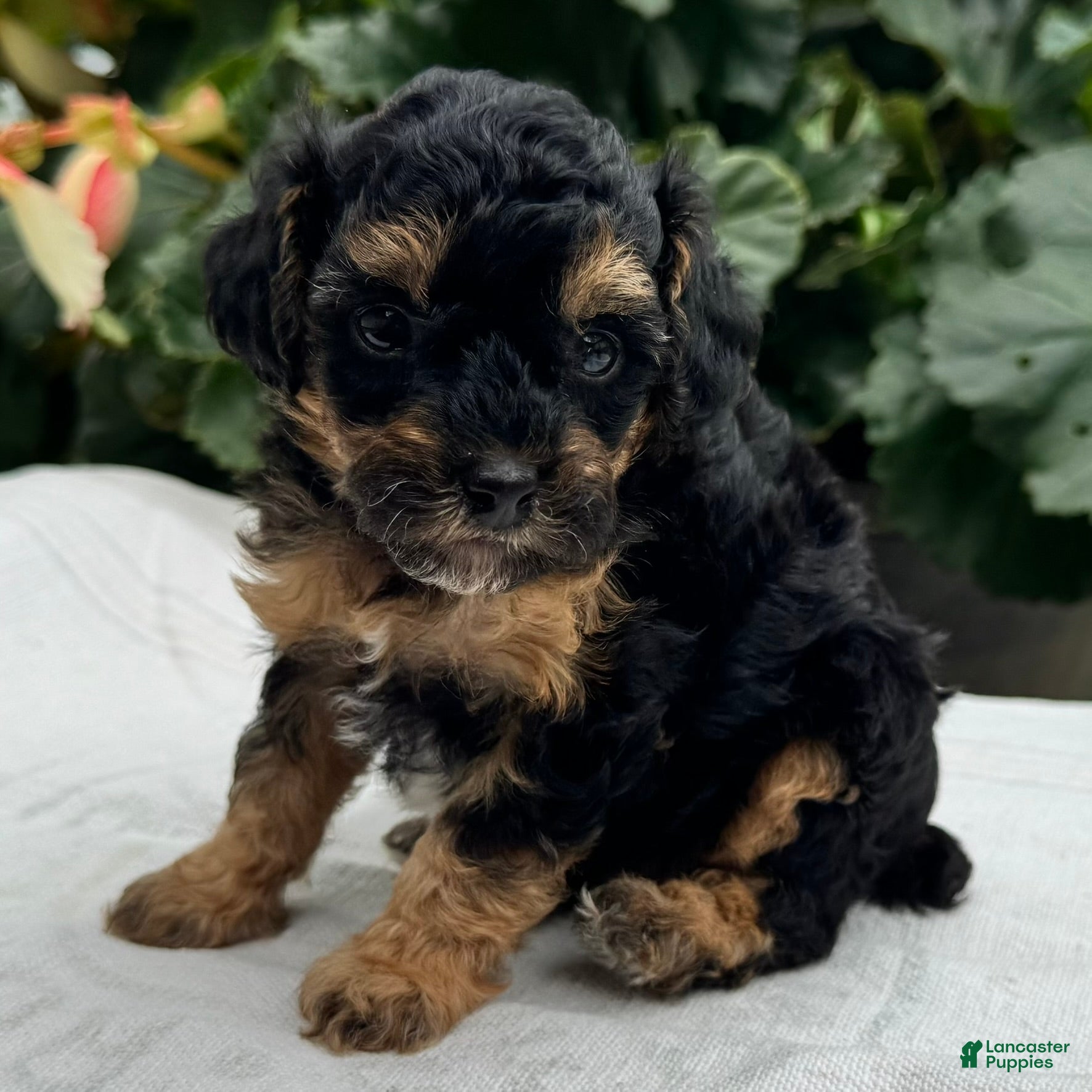 Miniature Poodle dogs Finn - Ad 2