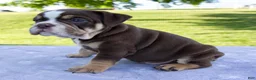 Beabull dogs for sale: Ben - Ad 3