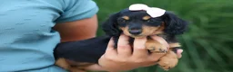 Miniature Dachshund dogs for sale: Tessa 💞 - Ad 4