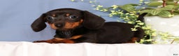 Miniature Dachshund dogs for sale: Izzy - Ad 5