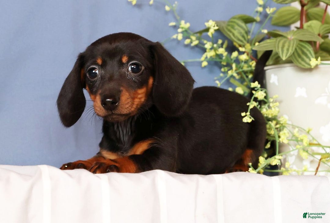 Miniature Dachshund dogs for sale: Izzy - Ad 5