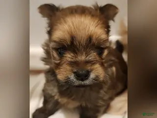 Mixed Breed dogs Miracle - Ad 24