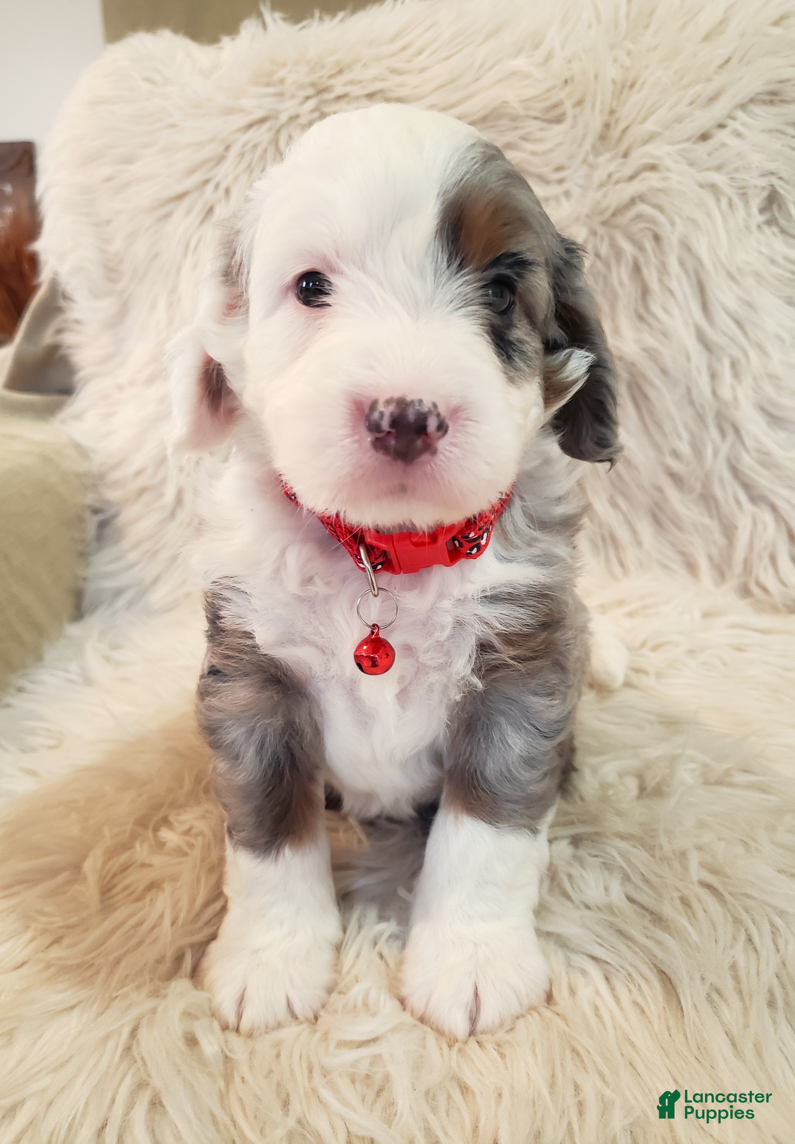 Mini Bernedoodle dogs BENTLEY - Ad 1