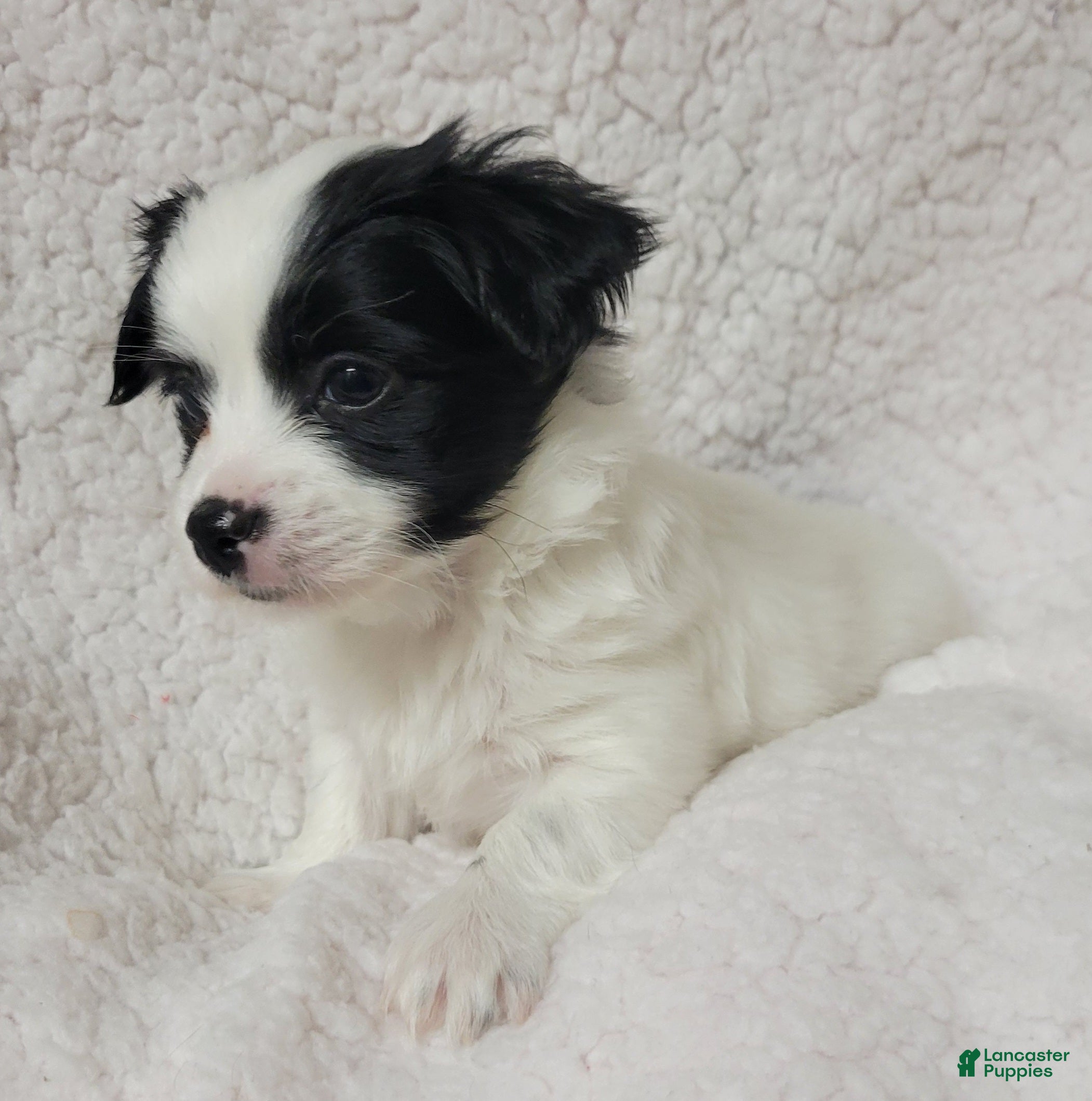 Havanese dogs Havanese 1 Rocker  - Ad 1
