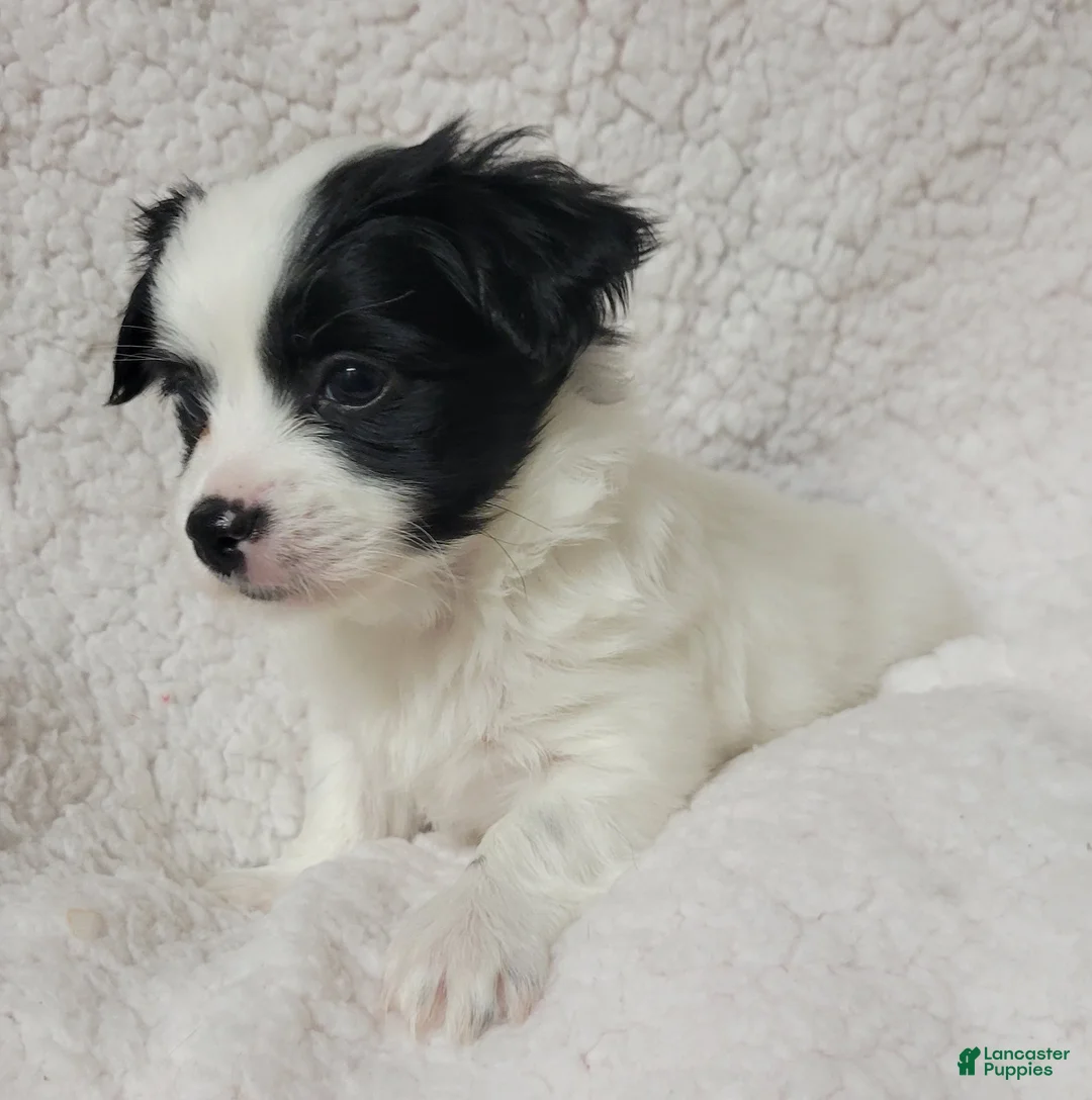 Havanese dogs for sale: Havanese 1 Rocker  - Ad 1