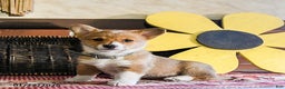 Welsh Corgi Pembroke dogs for sale: Daisy - Ad 1