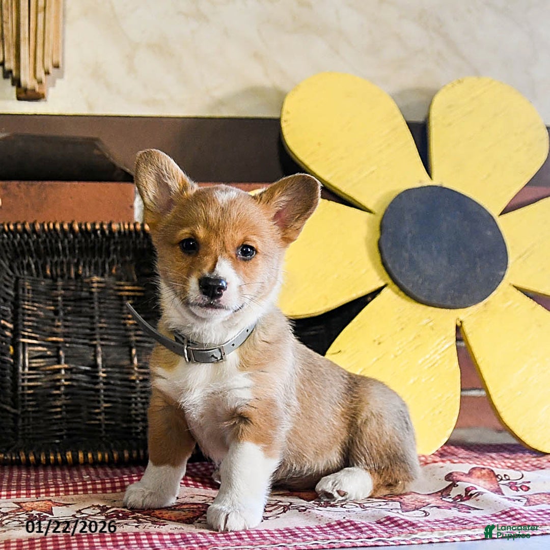 Welsh Corgi Pembroke dogs for sale: Daisy - Ad 1