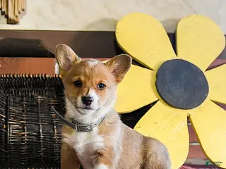 Welsh Corgi Pembroke dogs Daisy - Ad 24