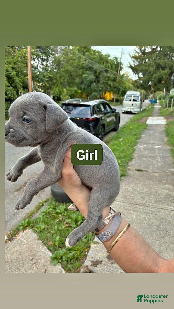 Cane Corso dogs for sale: Cane Corso 5 - Ad 11
