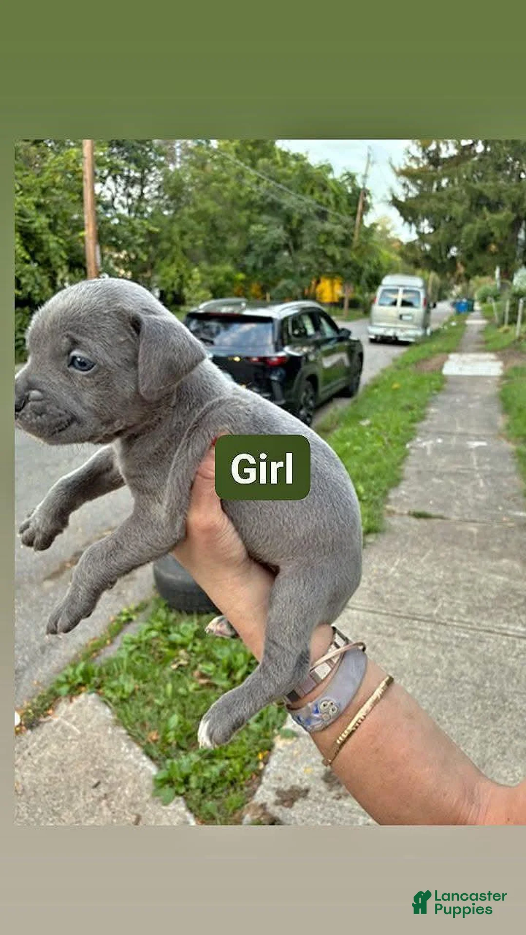 Cane Corso dogs for sale: Cane Corso 5 - Ad 1