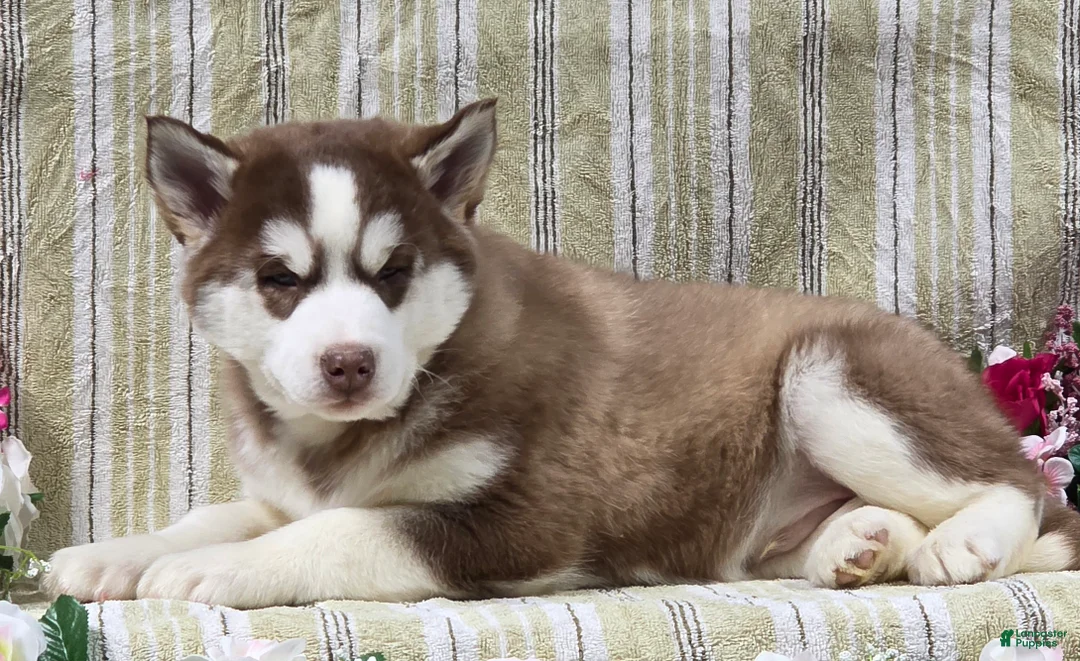 Siberian Husky dogs for sale: Dustin - Ad 1