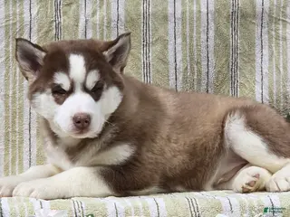 Siberian Husky dogs Dustin - Ad 8