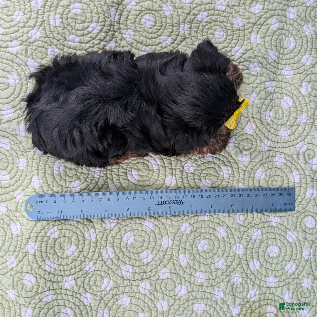 Yorkshire Terrier dogs for sale: Blackberry - Ad 10