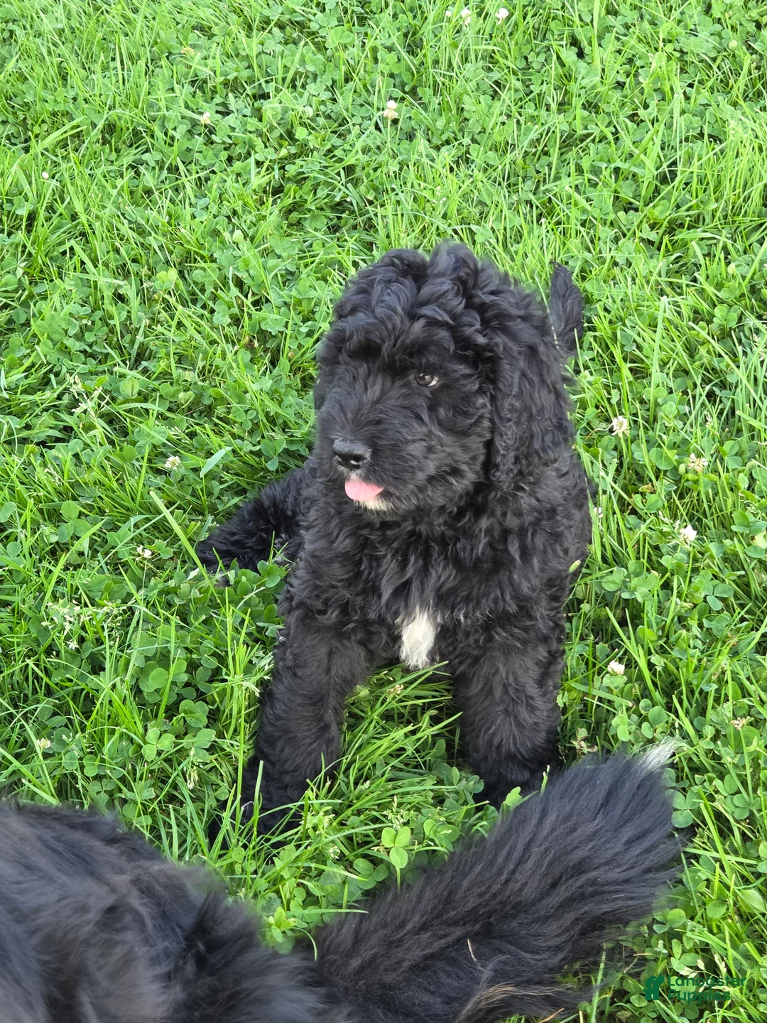 Bernedoodle dogs for sale: Marty - Ad 2