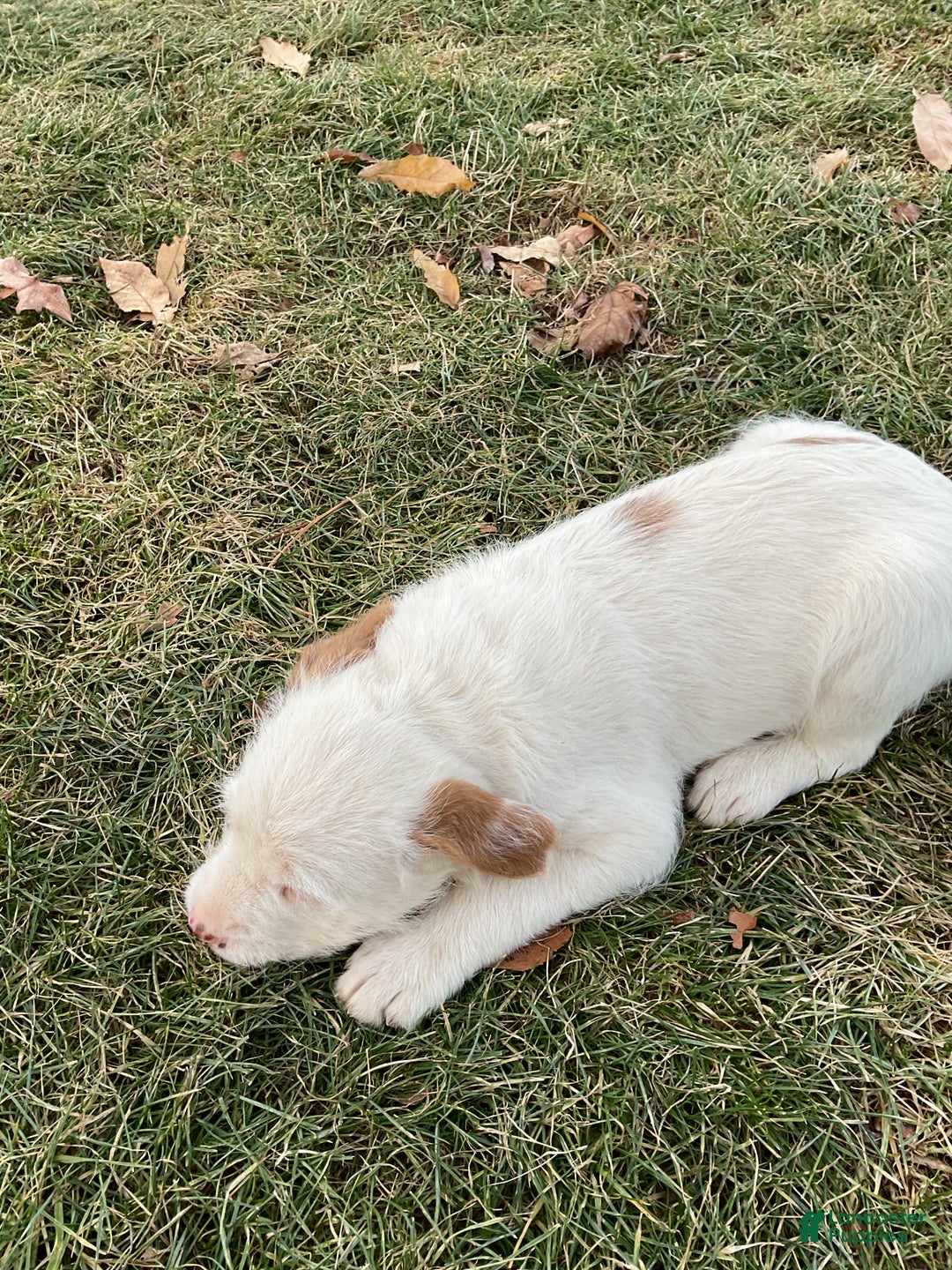 Mixed Breed dogs for sale:  Bernice - Ad 7