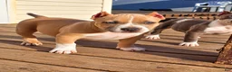 American Bully dogs for sale: 9x Kennels Björn Ironside Aka Cubb  - Ad 28