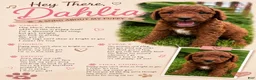 Mini Goldendoodle dogs for sale: Dahlia - Ad 4
