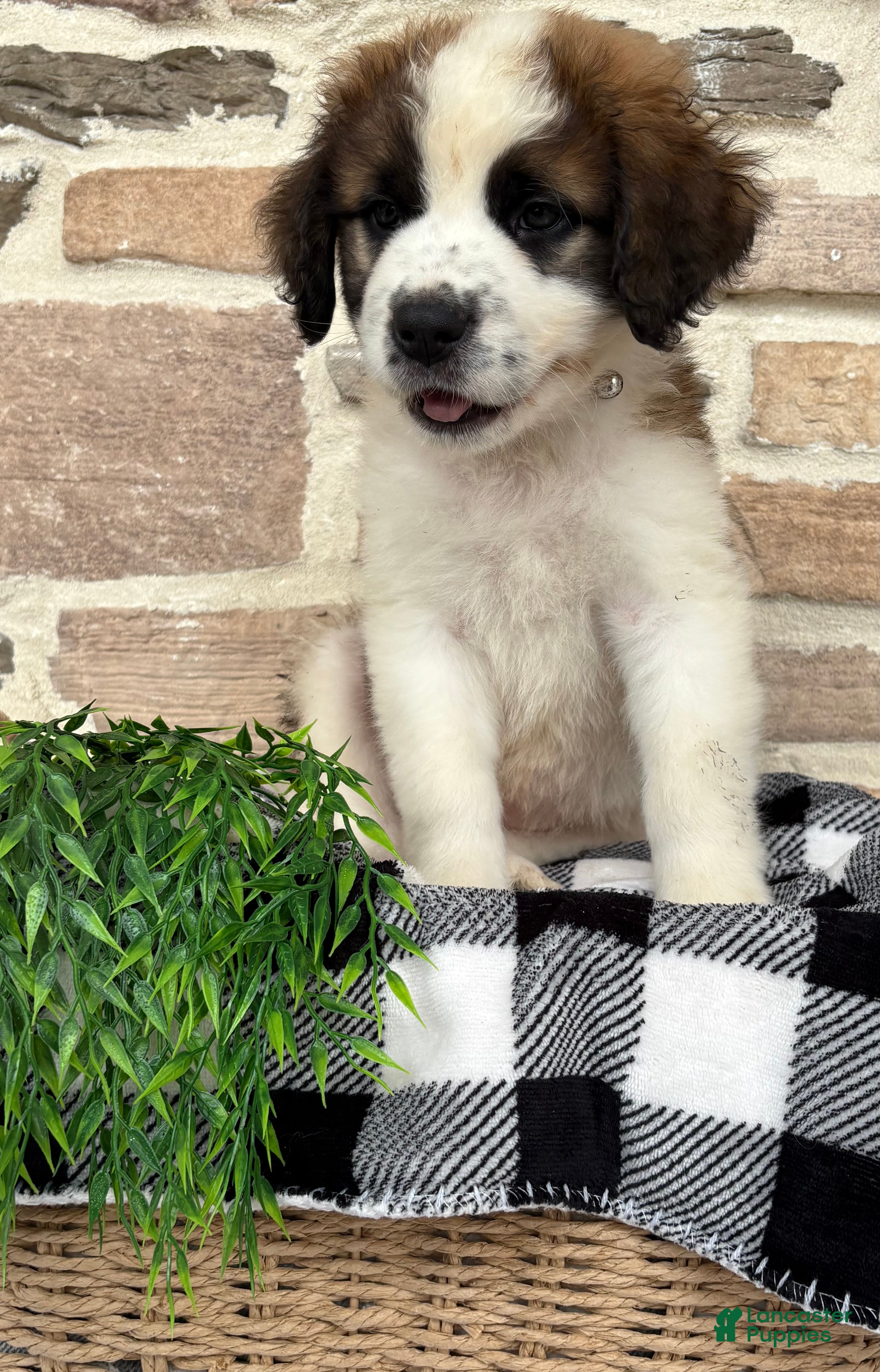 Saint Bernard dogs Kia - Ad 2