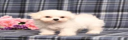 Bichon Frise dogs for sale: Kanga - Ad 6