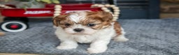 Shih Tzu dogs for sale: Hunter - Ad 3