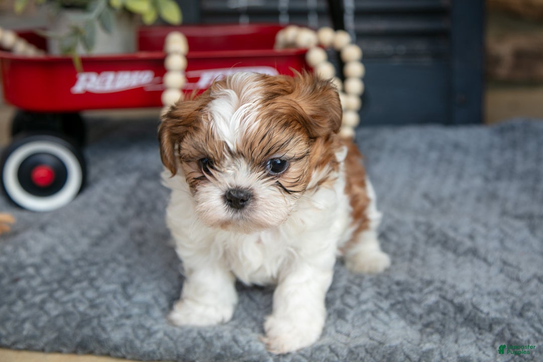 Shih Tzu dogs for sale: Hunter - Ad 3