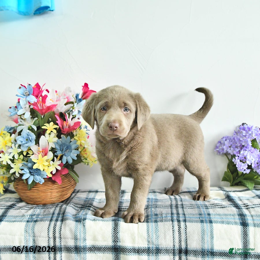 Labrador Retriever dogs River - Ad 1