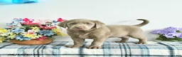 Labrador Retriever dogs for sale: River - Ad 1