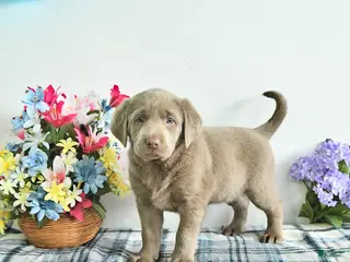 Labrador Retriever dogs for sale: River - Ad 4