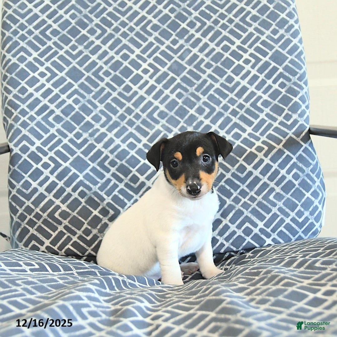 Toy Fox Terrier dogs for sale: Brad  - Ad 5