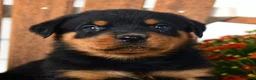 Rottweiler dogs for sale: Preston - Ad 4