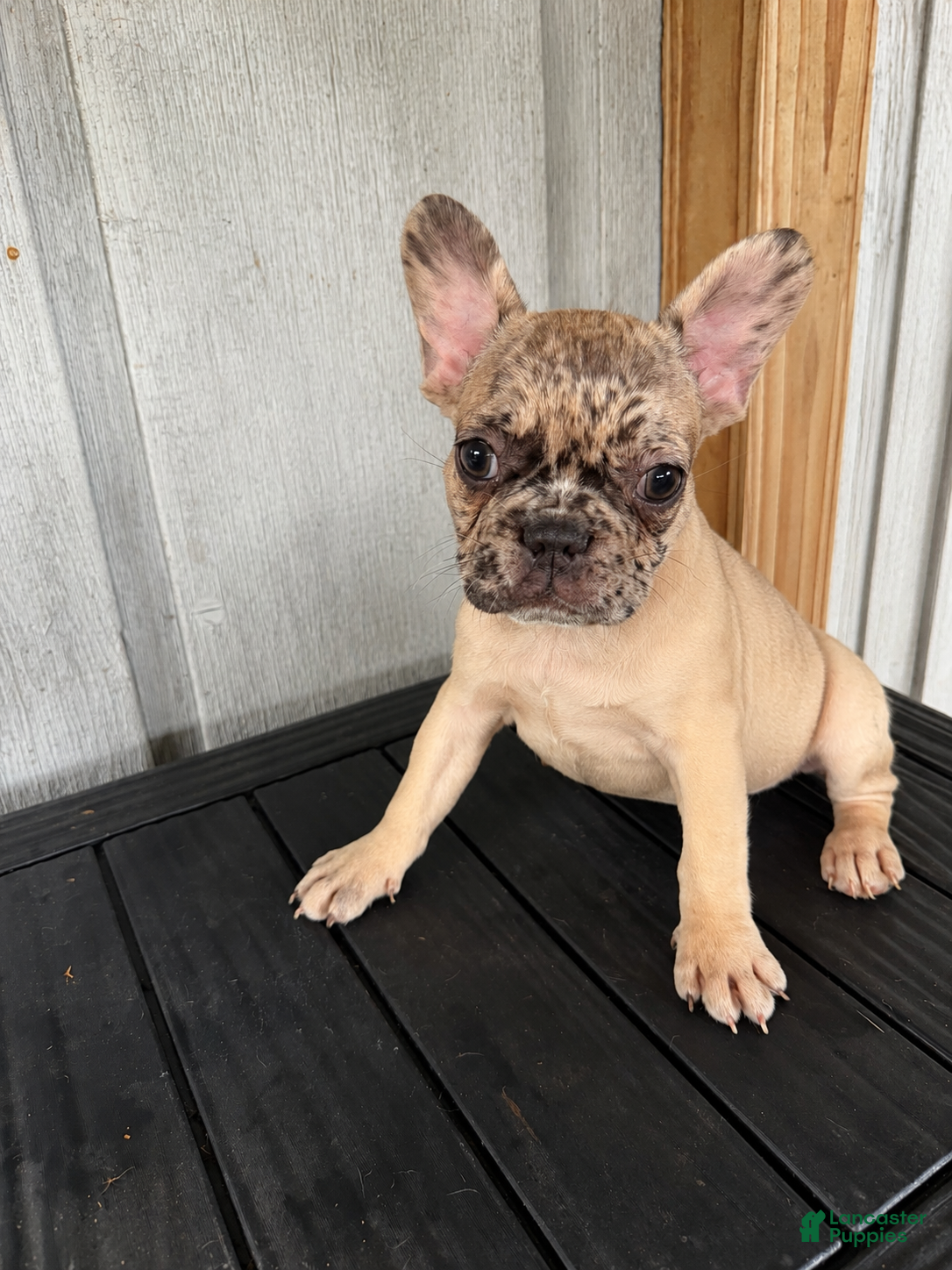 French Bulldog dogs Cujo - Ad 14
