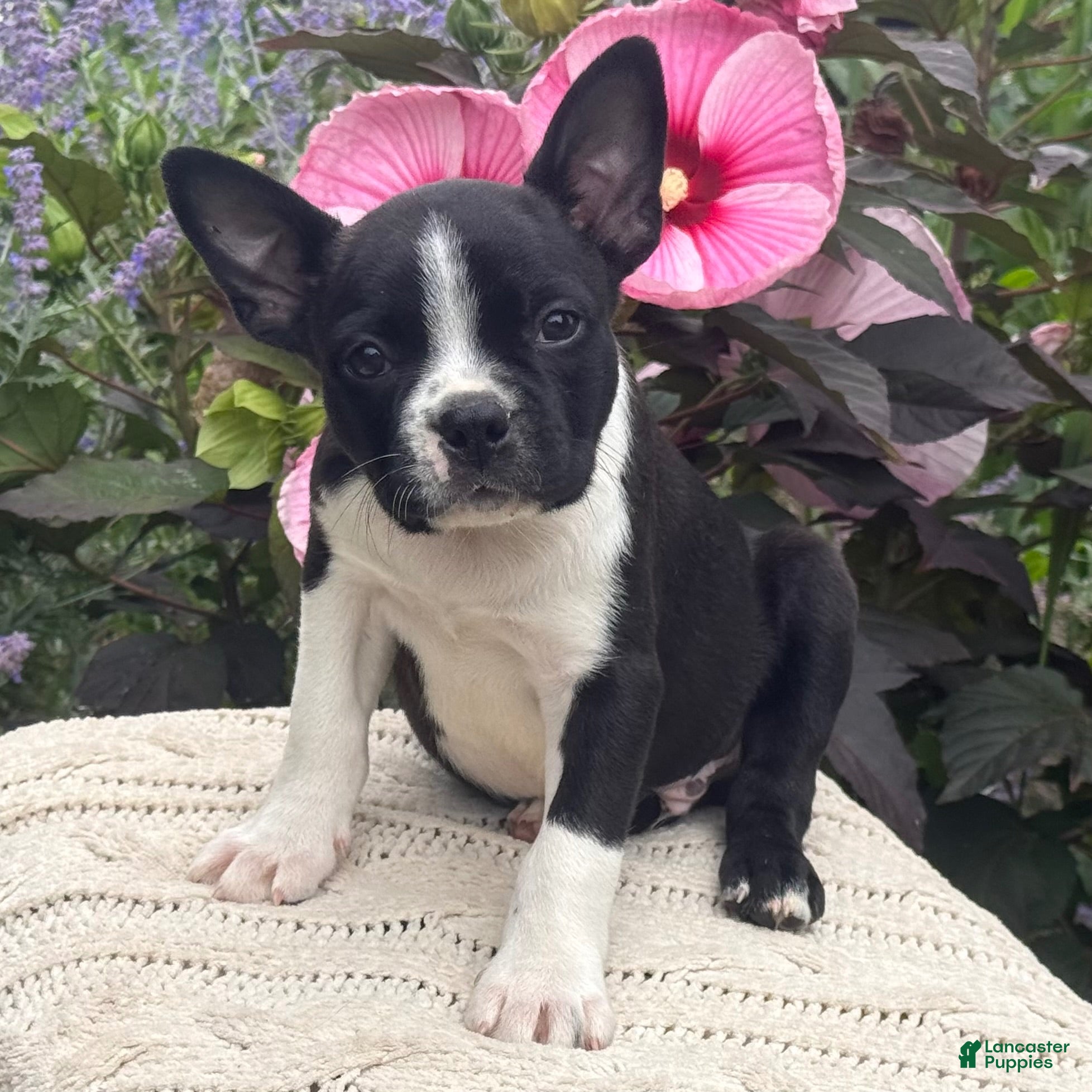 Boston Terrier dogs Sawyer - Ad 2