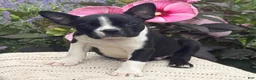 Boston Terrier dogs for sale: Sawyer - Ad 2