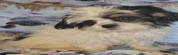 Mixed Breed dogs for sale: Oreo - Ad 10