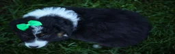 Mini Aussiedoodle dogs for sale: Landon💙 - Ad 14