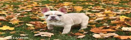 French Bulldog dogs for sale: Willow - Ad 3