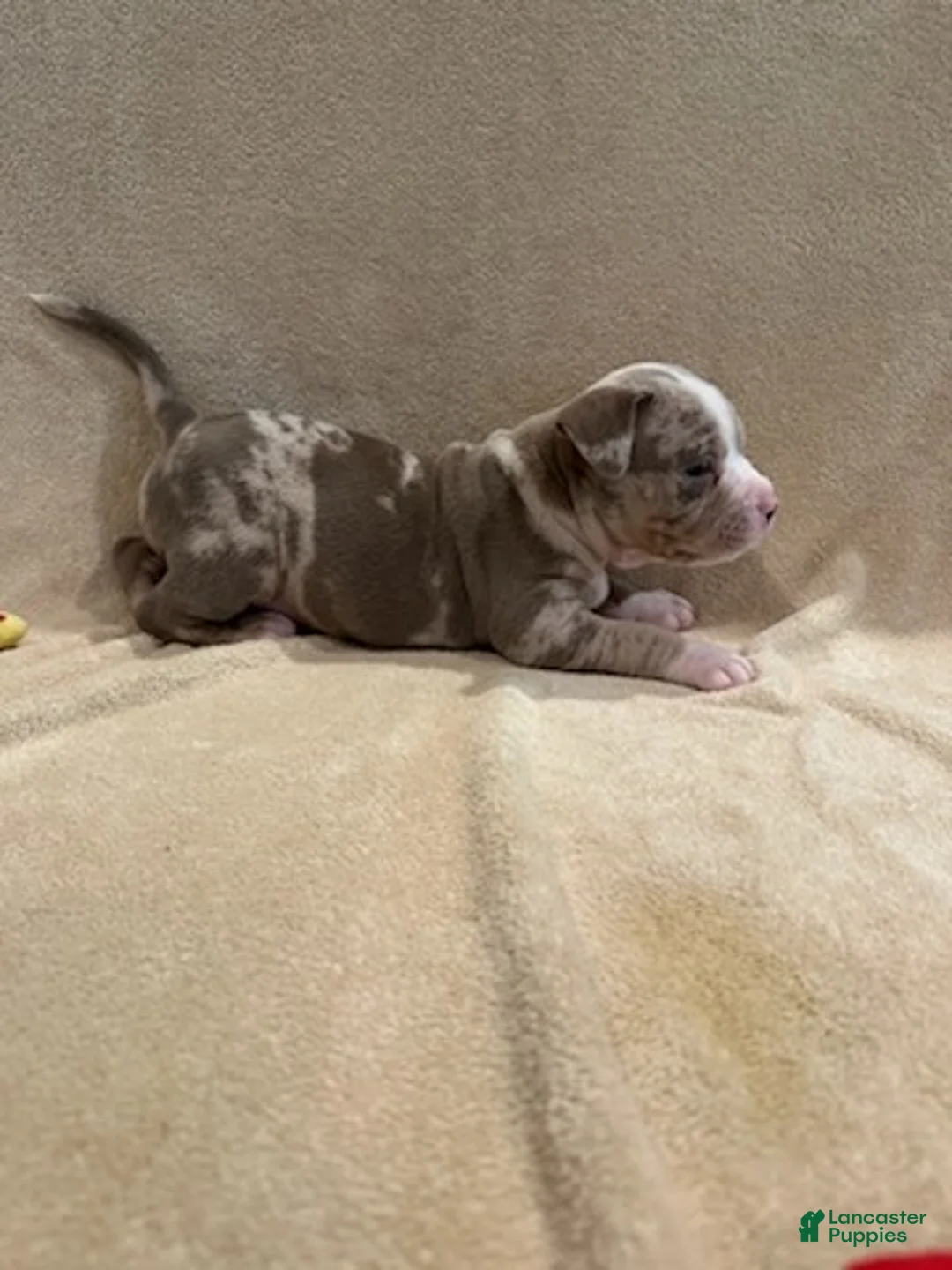 American Pit Bull Terrier dogs for sale: American Merle Pit Bull Terrier  - Ad 2