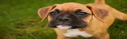 Boxer dogs for sale: Baily - Ad 4